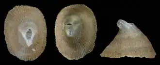 Profundisepta profundi