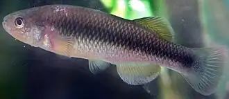 Profundulus hildebrandi