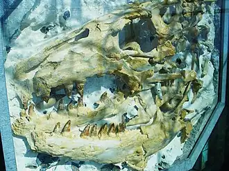 Vitrine met kaakfragmenten (NHM)