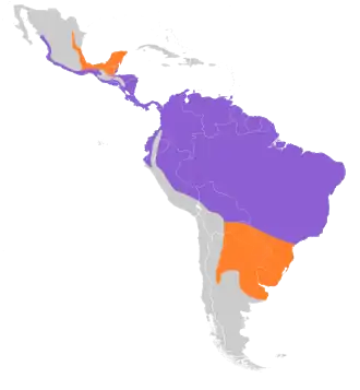 Grijsborstpurperzwaluw