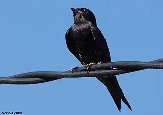 Patagonische purperzwaluw