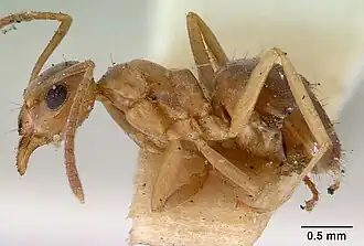Prolasius abruptus