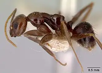 Prolasius formicoides