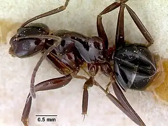 Prolasius nitidissimus