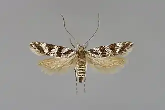 Brede zesvlekpalpmot