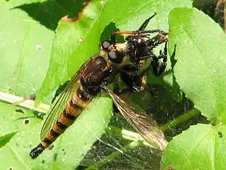 Promachus rufipes