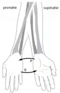 pronatie en supinatie van de arm