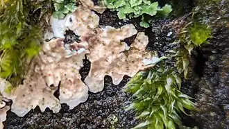 Pronectria oligospora