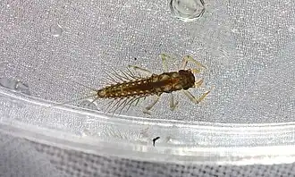 Paraleptophlebia bicornuta