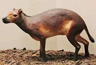 Propalaeotherium