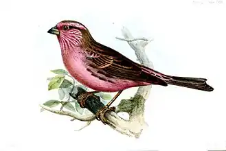 Himalayawitbrauwroodmus