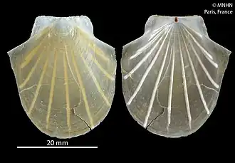 Propeamussium alcocki