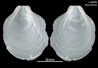 Propeamussium andamanicum