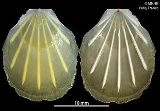 Propeamussium caducum