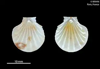 Propeamussium investigatoris