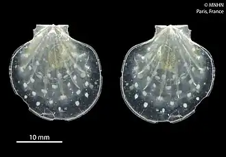 Propeamussium rubrotinctum