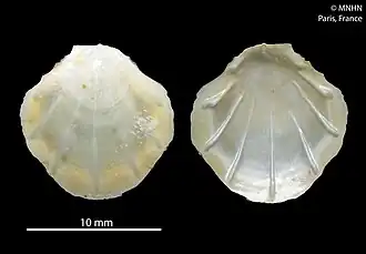 Propeamussium siratama