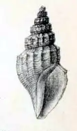 Propebela assimilis