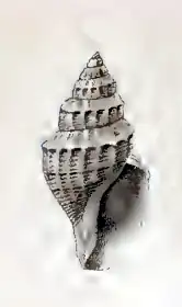 Propebela spitzbergensis