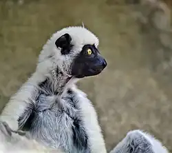 Von der Deckens sifaka