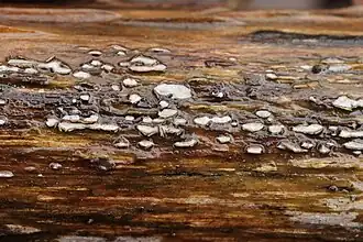 Grijswit houtschijfje