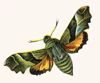 Teunisbloempijlstaart