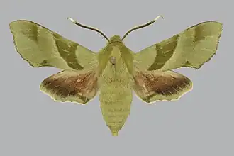 Proserpinus terlooii