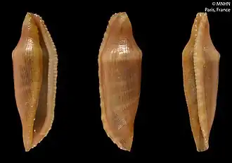 Prosimnia hepcae