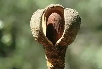 Hydnoraceae