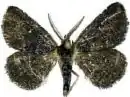 Prosoparia