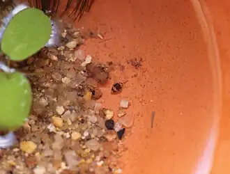 Prosopistoma annamense