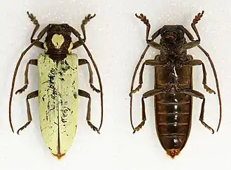 Prosopocera glaucina