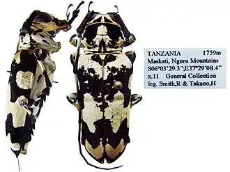 Prosopocera undulata