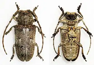 Prosopocera antennata