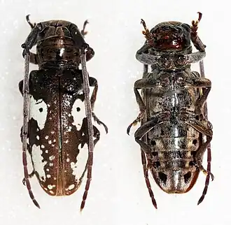 Prosopocera blairiella