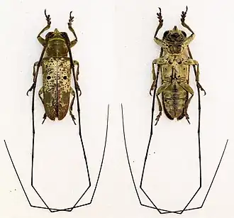 Prosopocera cylindrica