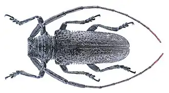 Prosopocera fossulata
