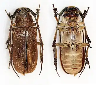 Prosopocera griseomaculata