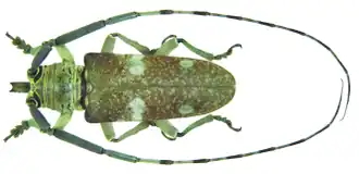 Prosopocera marmorata