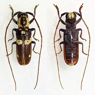 Prosopocera pascoei