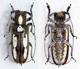 Prosopocera paykullii