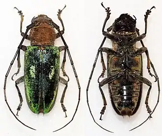 Prosopocera peregrina