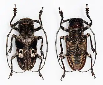 Prosopocera schoutedeni