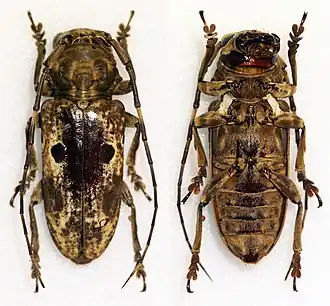 Prosopocera signatifrons