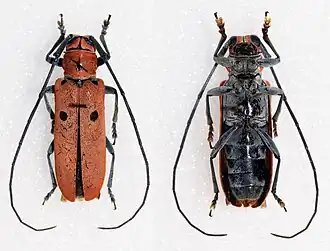 Prosopocera thomsoni