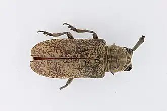 Prosopocera valida