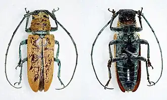 Prosopocera viridecincta