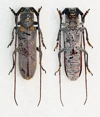 Prosopocera wahlbergi