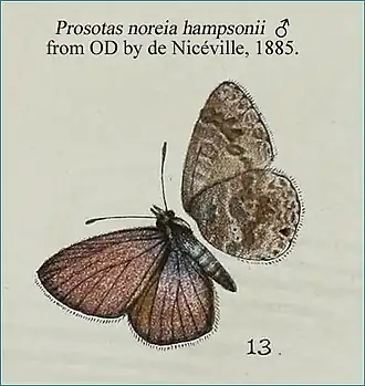 Prosotas noreia
