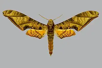 Protambulyx euryalus